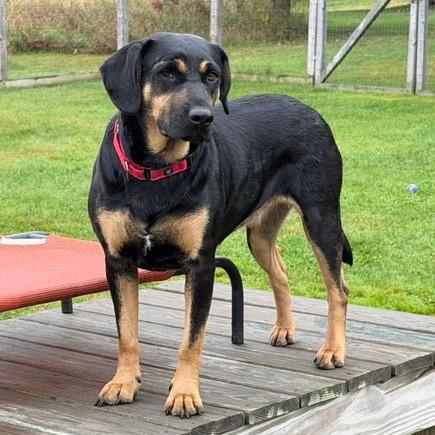 Enlarge Cherry, a Adoptable mixed breed in Morrisville, VT image 5/6