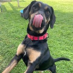 Enlarge Cherry, a Adoptable mixed breed in Morrisville, VT image 6/6
