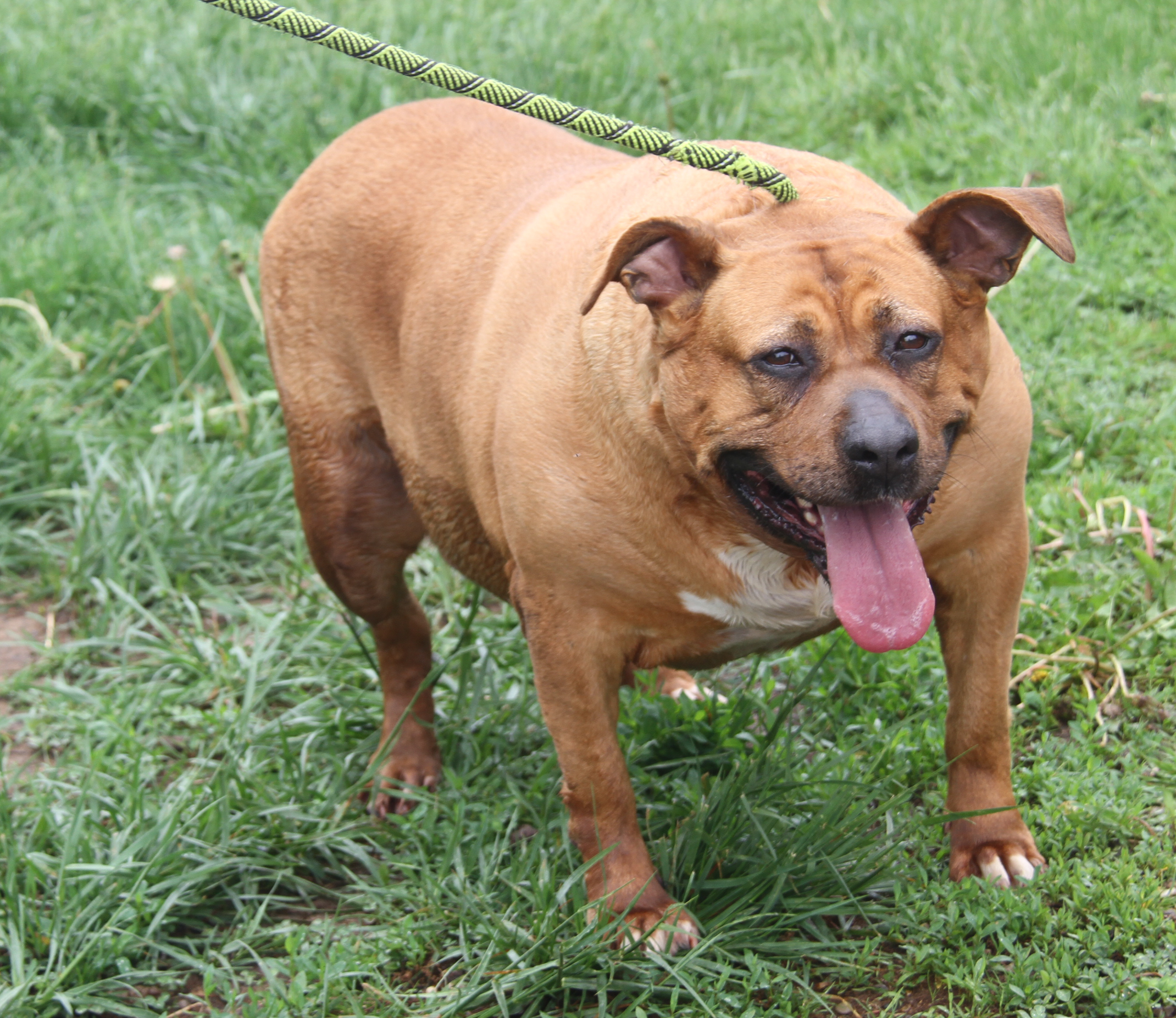 Chloe & Joker (Spayed/Neutered) (Photos 5/4/2024) (Joker adopted 7/26/2024), a Adoptable Pit Bull Terrier in Marietta, OH image 5/6