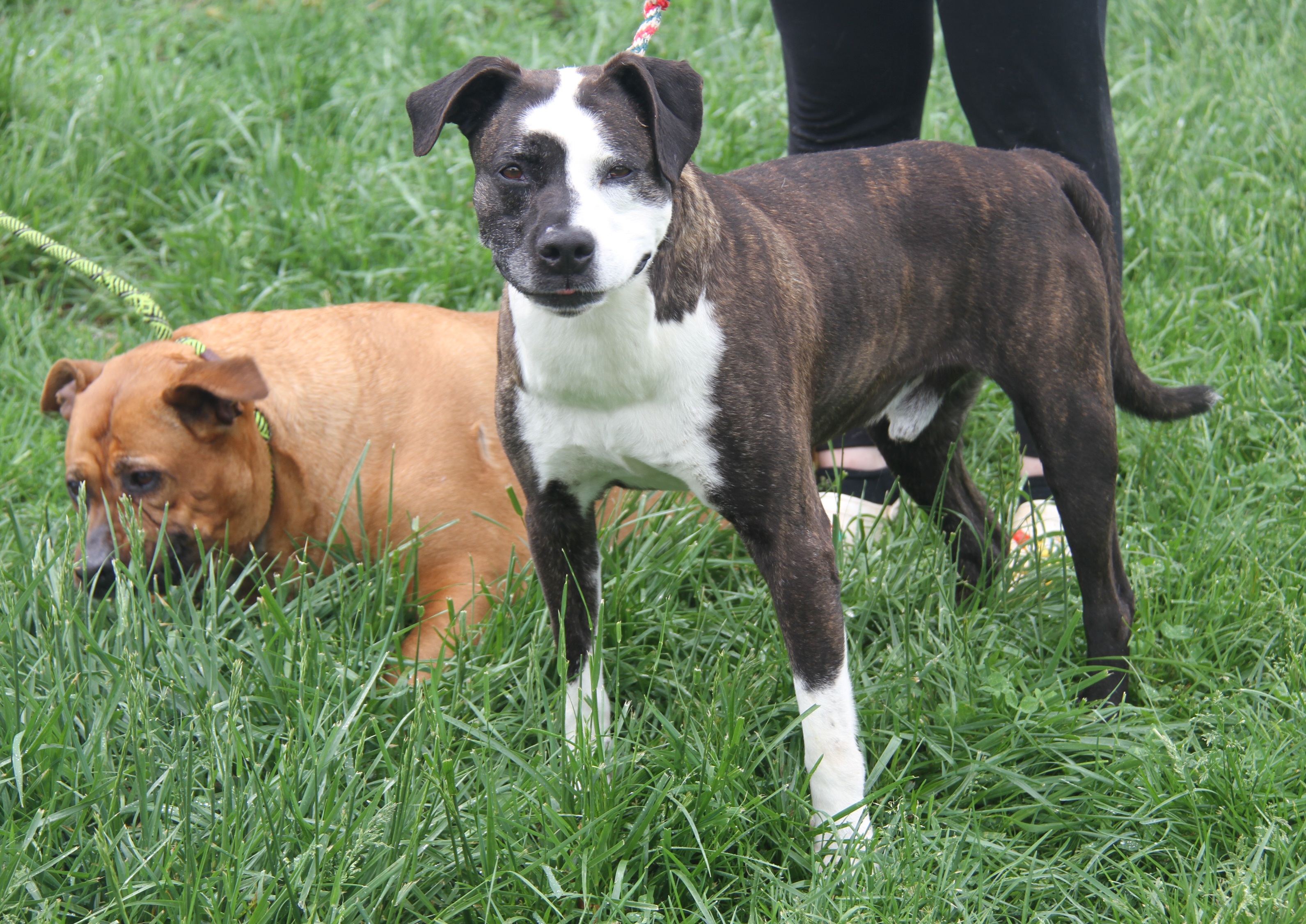 Chloe & Joker (Spayed/Neutered) (Photos 5/4/2024) (Joker adopted 7/26/2024), a Adoptable Pit Bull Terrier in Marietta, OH image 2/6