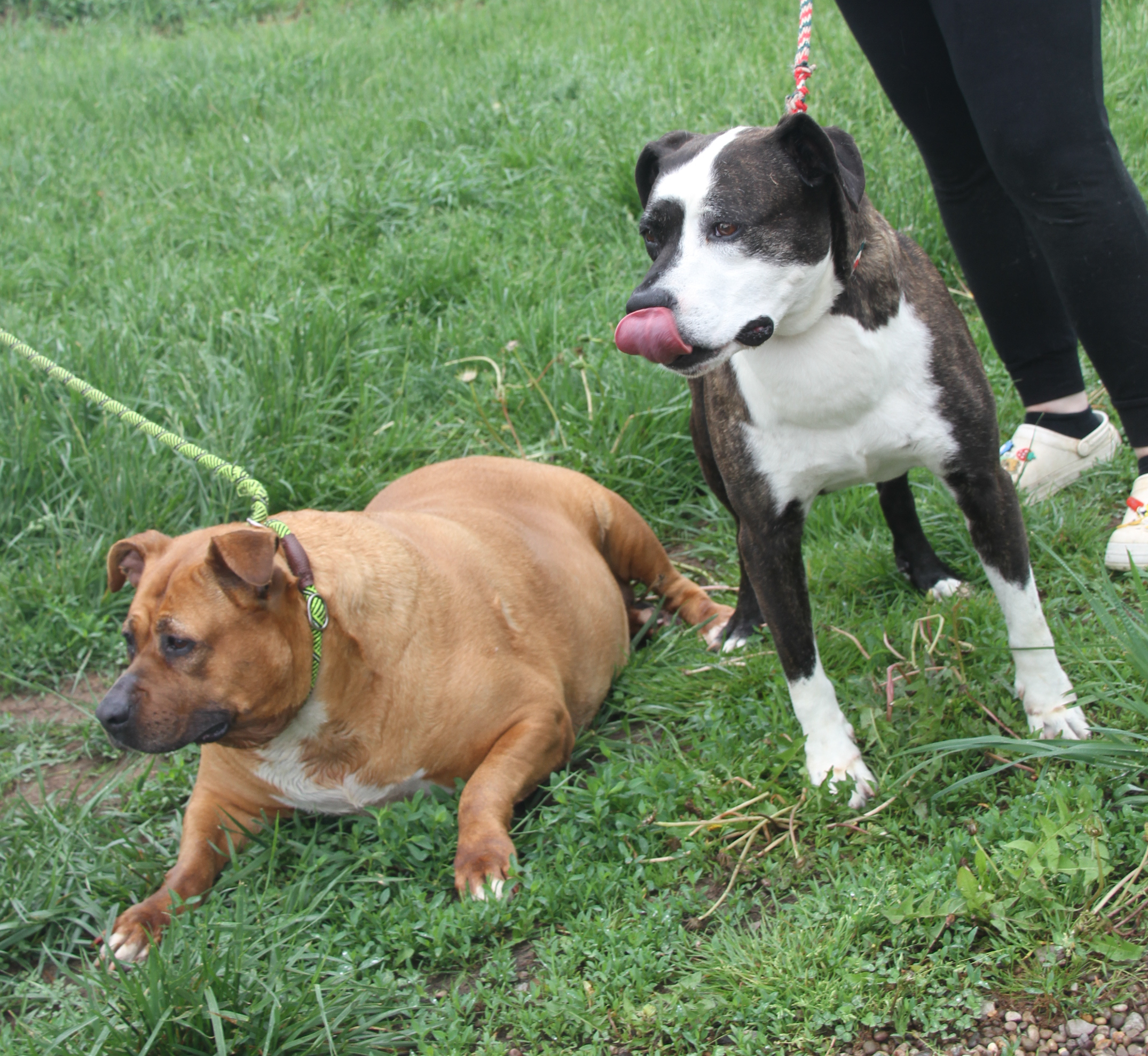 Chloe & Joker (Spayed/Neutered) (Photos 5/4/2024) (Joker adopted 7/26/2024), a Adoptable Pit Bull Terrier in Marietta, OH image 3/6