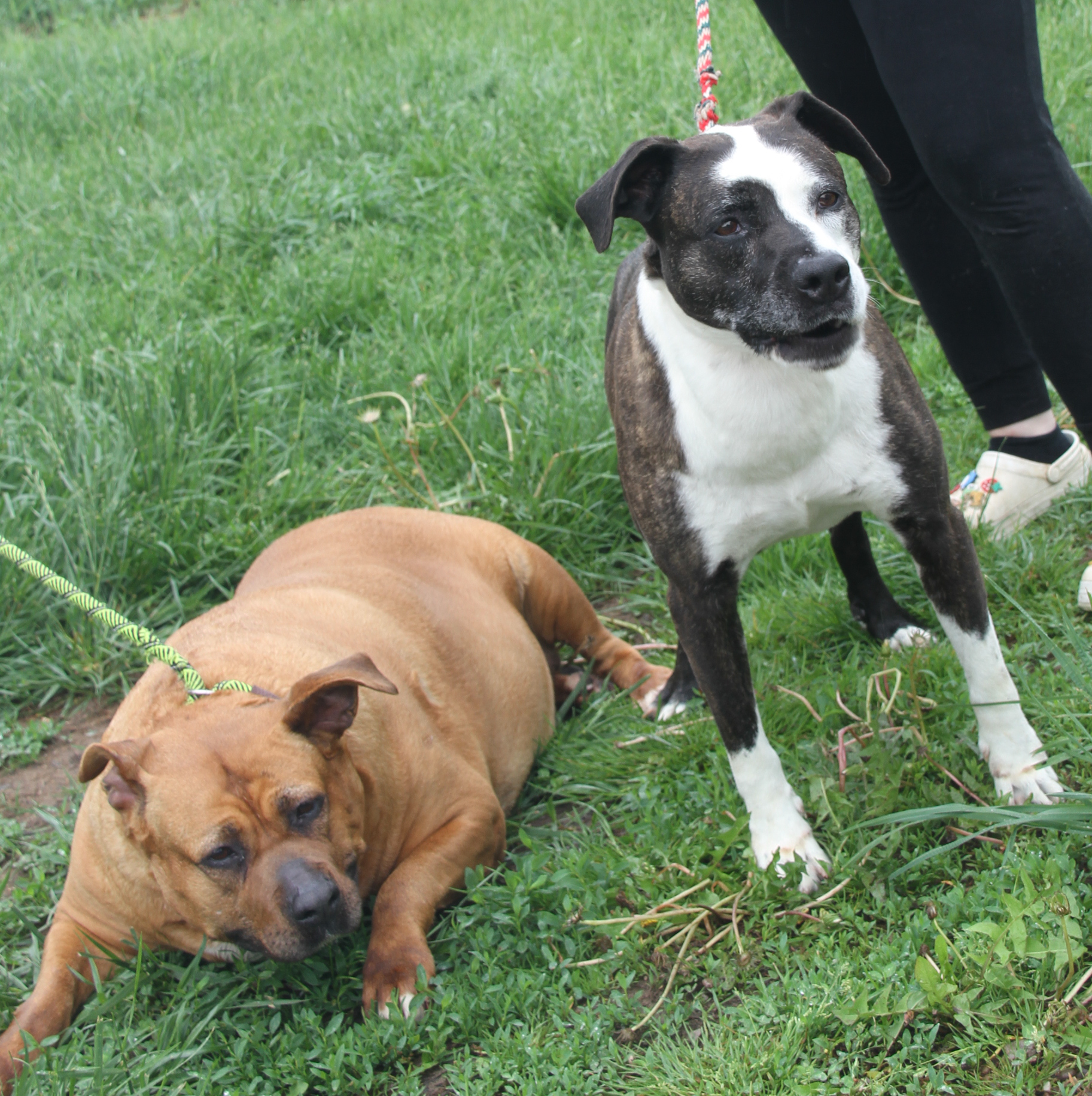 Chloe & Joker (Spayed/Neutered) (Photos 5/4/2024) (Joker adopted 7/26/2024), a Adoptable Pit Bull Terrier in Marietta, OH image 1/6