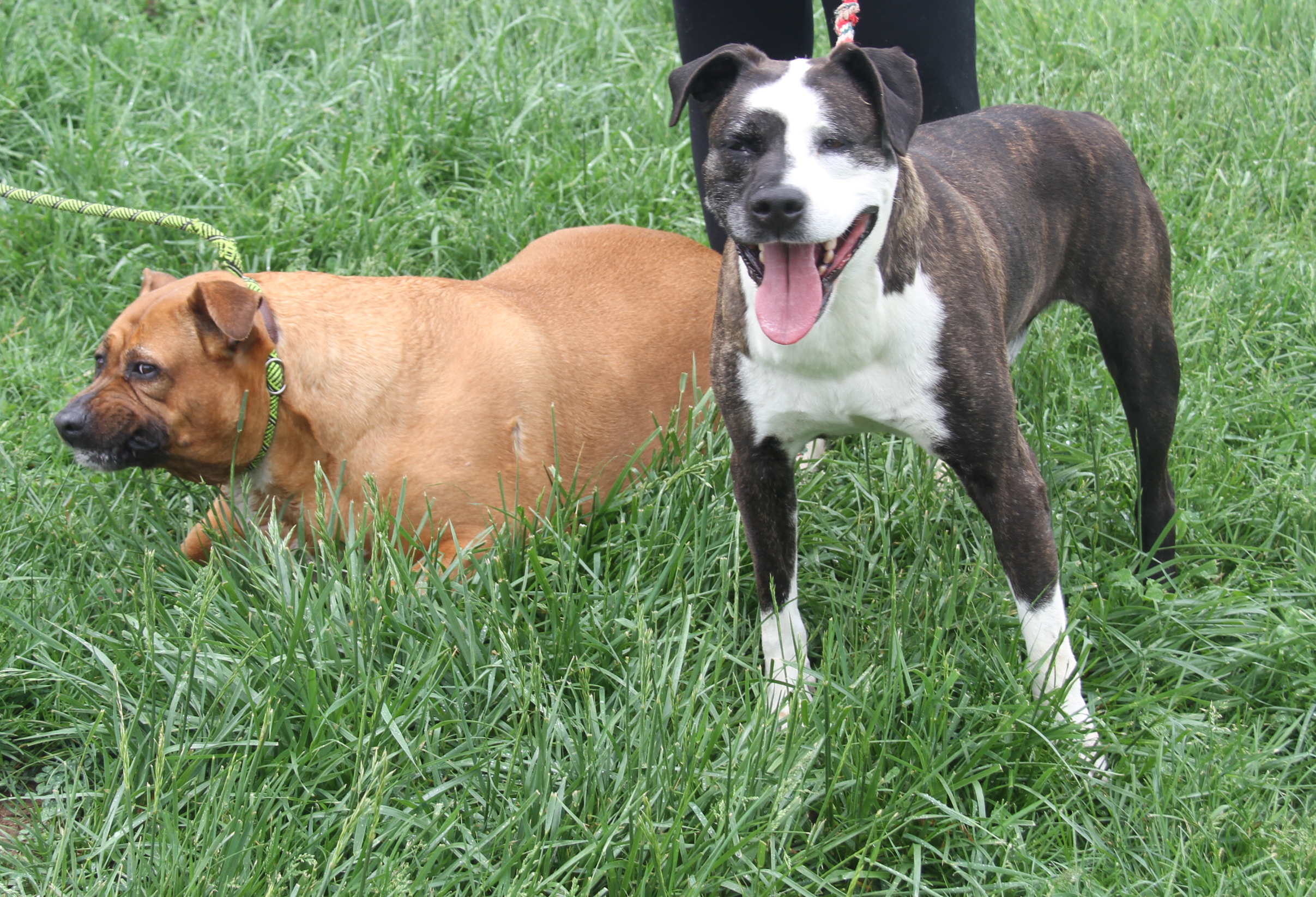 Chloe & Joker (Spayed/Neutered) (Photos 5/4/2024) (Joker adopted 7/26/2024), a Adoptable Pit Bull Terrier in Marietta, OH image 4/6