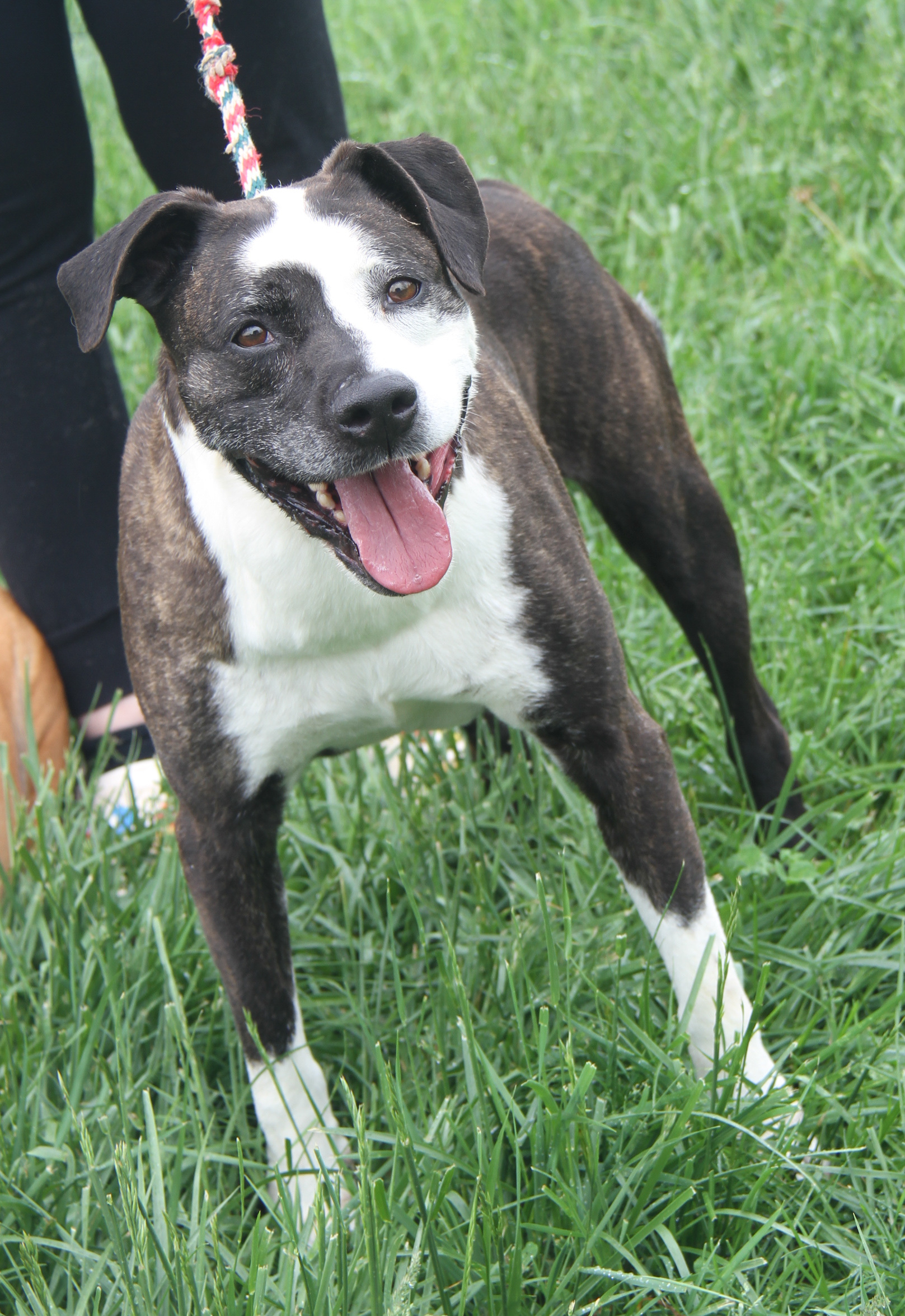 Chloe & Joker (Spayed/Neutered) (Photos 5/4/2024) (Joker adopted 7/26/2024), a Adoptable Pit Bull Terrier in Marietta, OH image 6/6