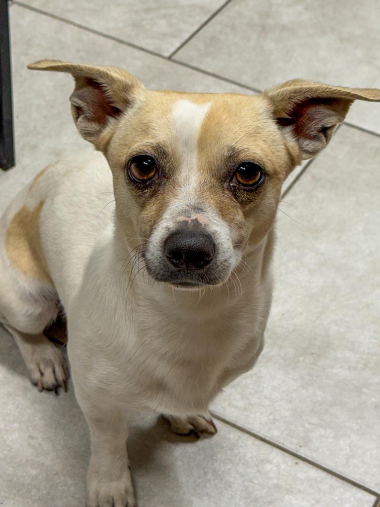 Gordo Gordo, a ADOPTABLE Chihuahua in TUCSON, AZ image 2/3