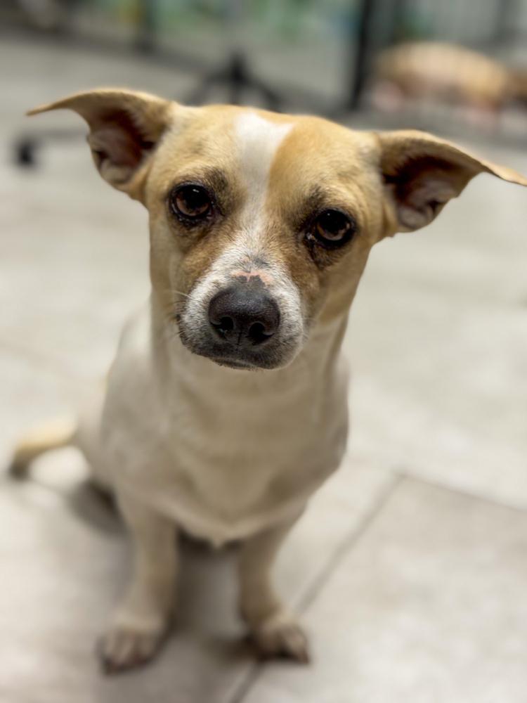 Gordo Gordo, ADOPTABLE, Adult Male Chihuahua.
