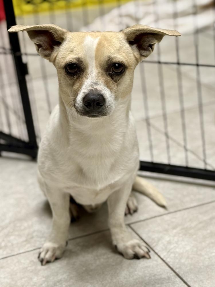 Gordo Gordo, a ADOPTABLE Chihuahua in TUCSON, AZ image 3/3