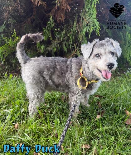 Enlarge Daffy Duck, a Adoptable mixed breed in Heath, OH image 1/1