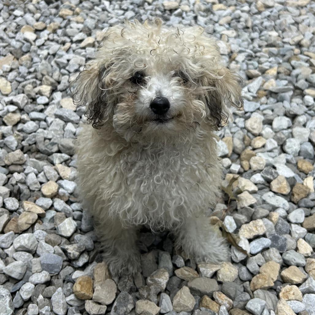 Enlarge Nugget, a Adoptable Miniature Poodle in St. Louis, MO image 2/6