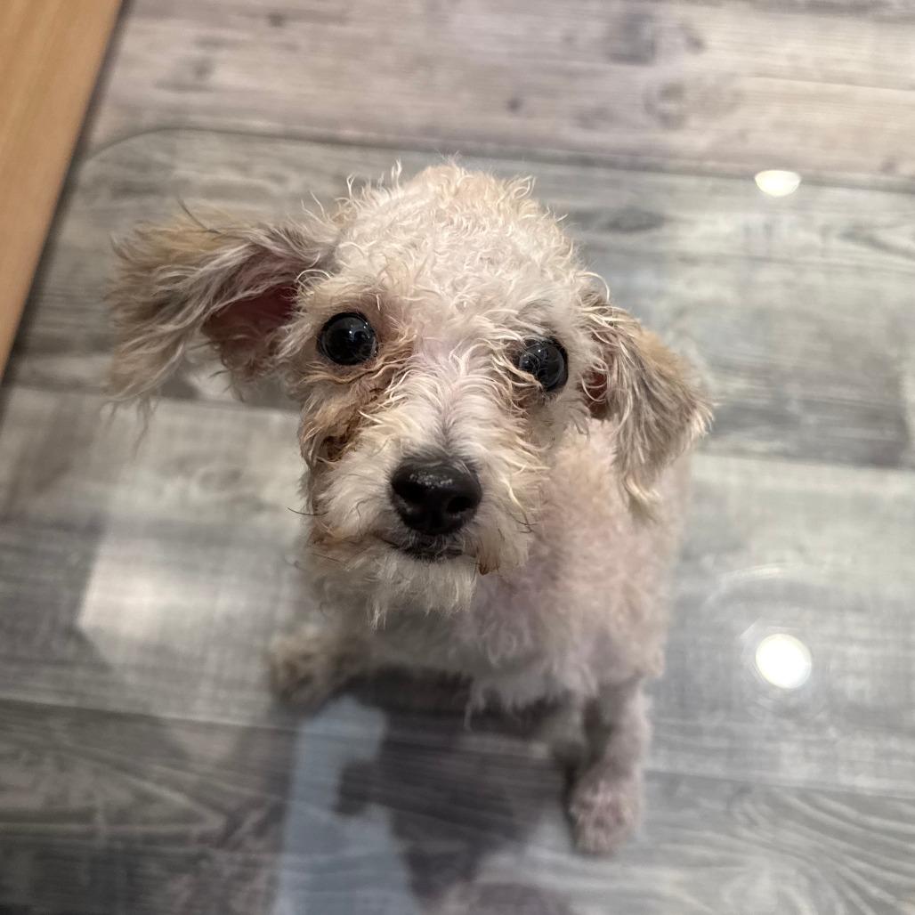 Enlarge Nugget, a Adoptable Miniature Poodle in St. Louis, MO image 3/6