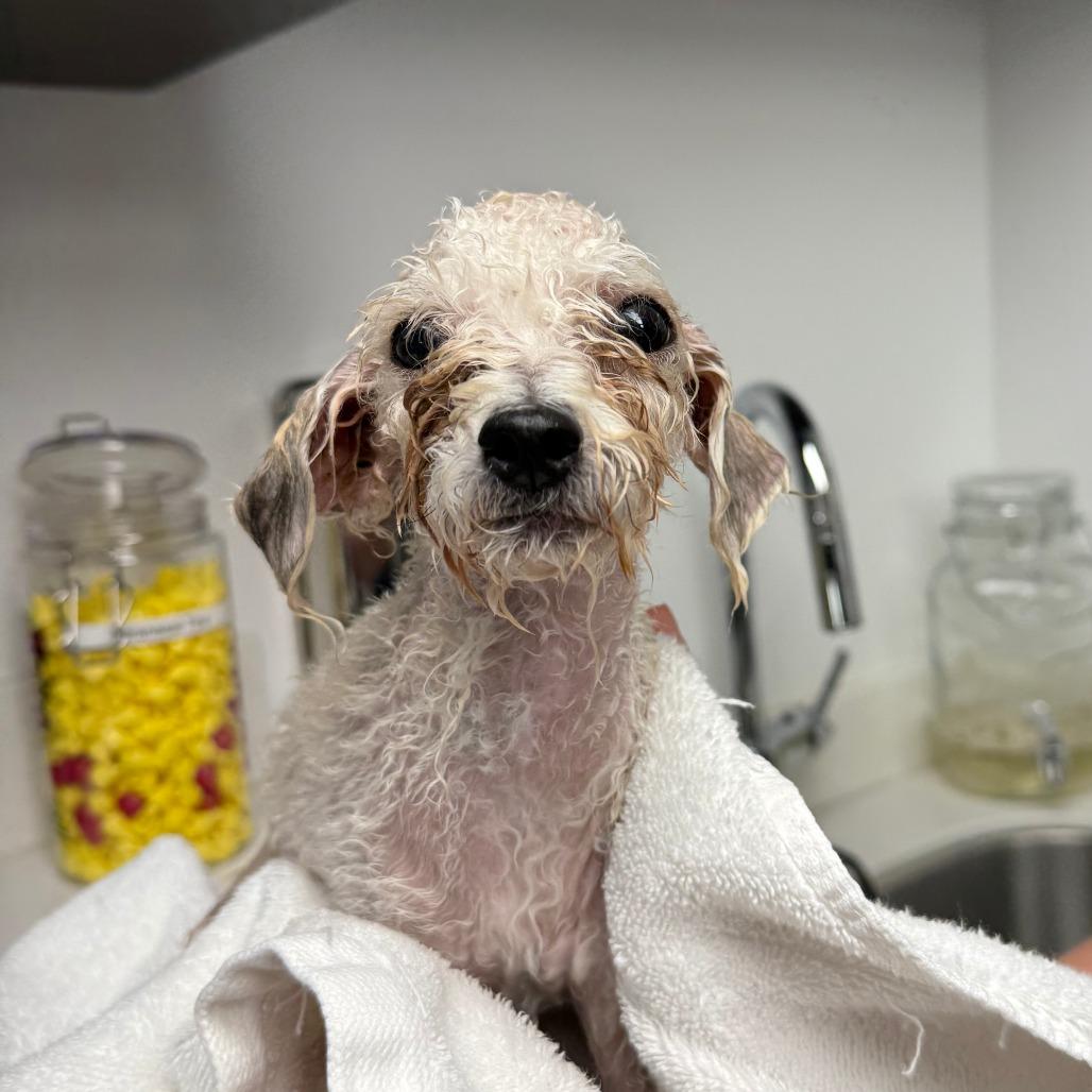 Enlarge Nugget, a Adoptable Miniature Poodle in St. Louis, MO image 4/6