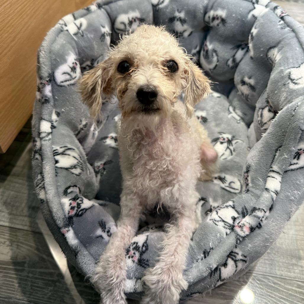 Nugget, Adoptable, Young Male Miniature Poodle.