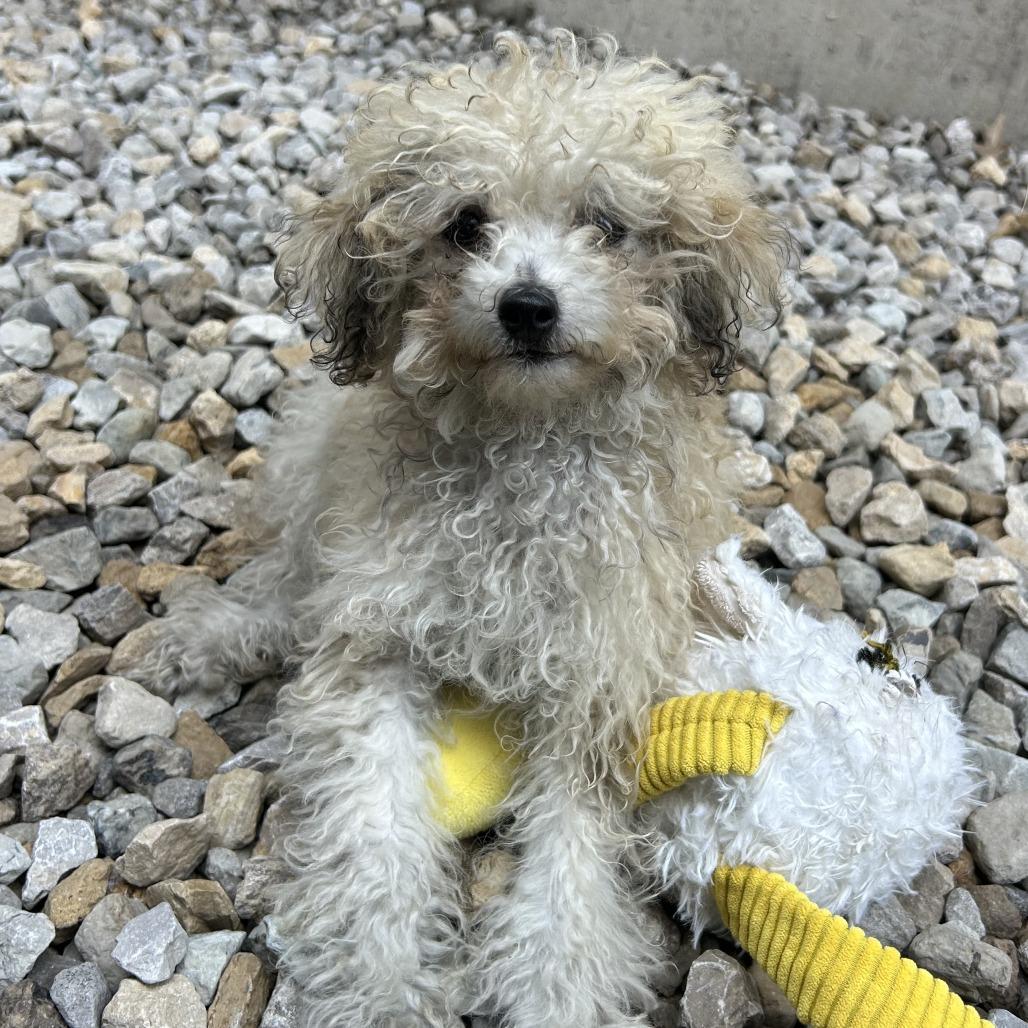 Enlarge Nugget, a Adoptable Miniature Poodle in St. Louis, MO image 5/6