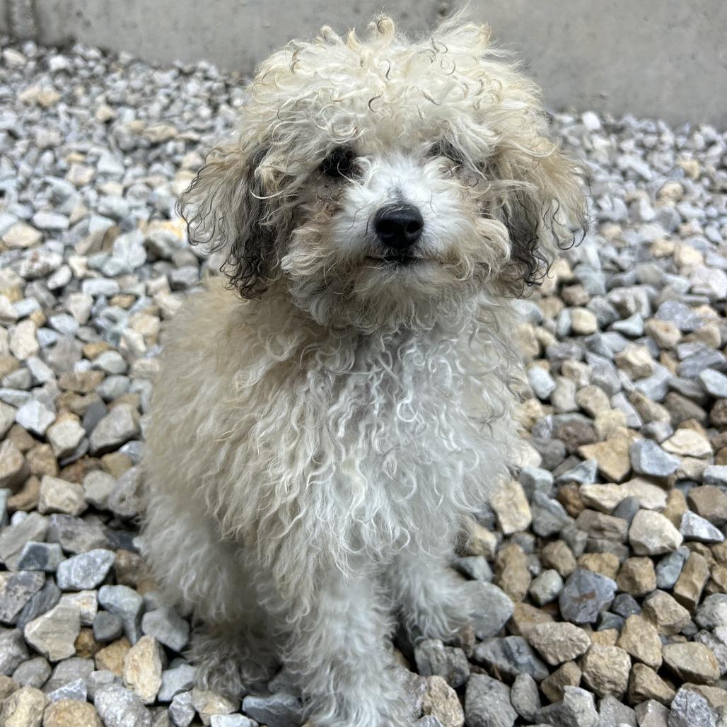 Enlarge Nugget, a Adoptable Miniature Poodle in St. Louis, MO image 6/6