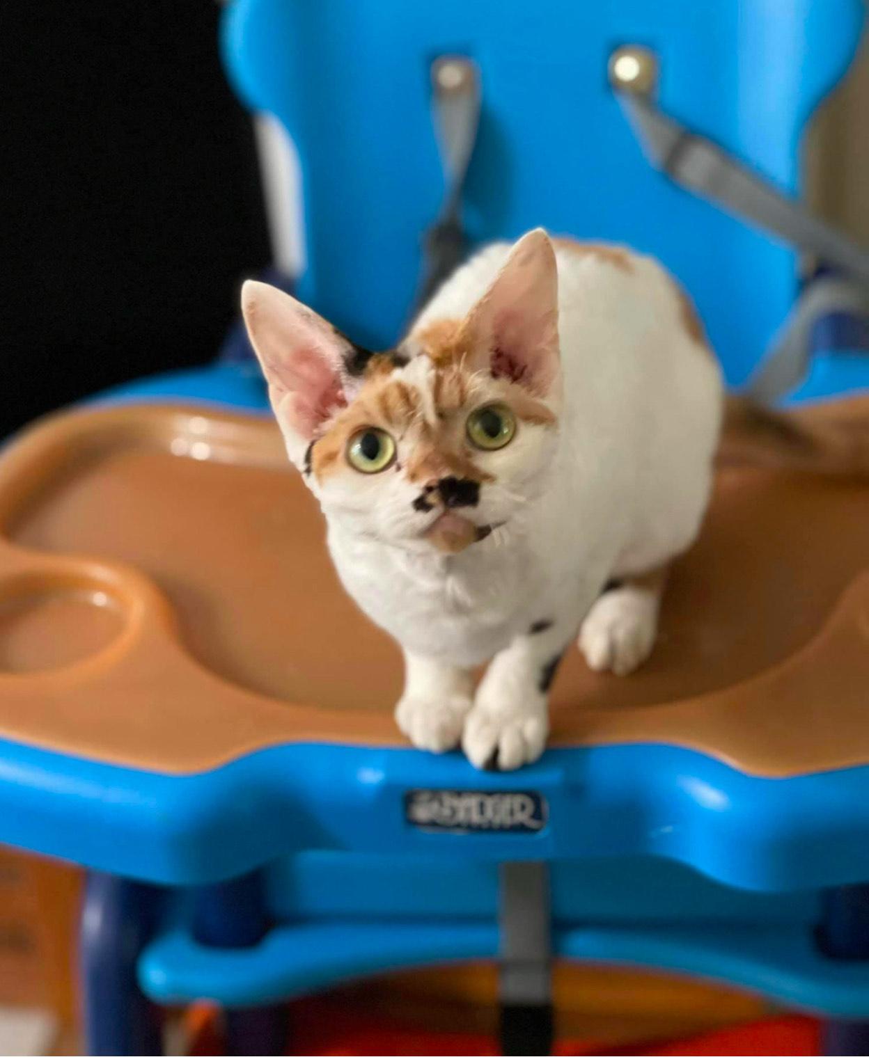 Amelia, Adopted, Young Female Devon Rex.