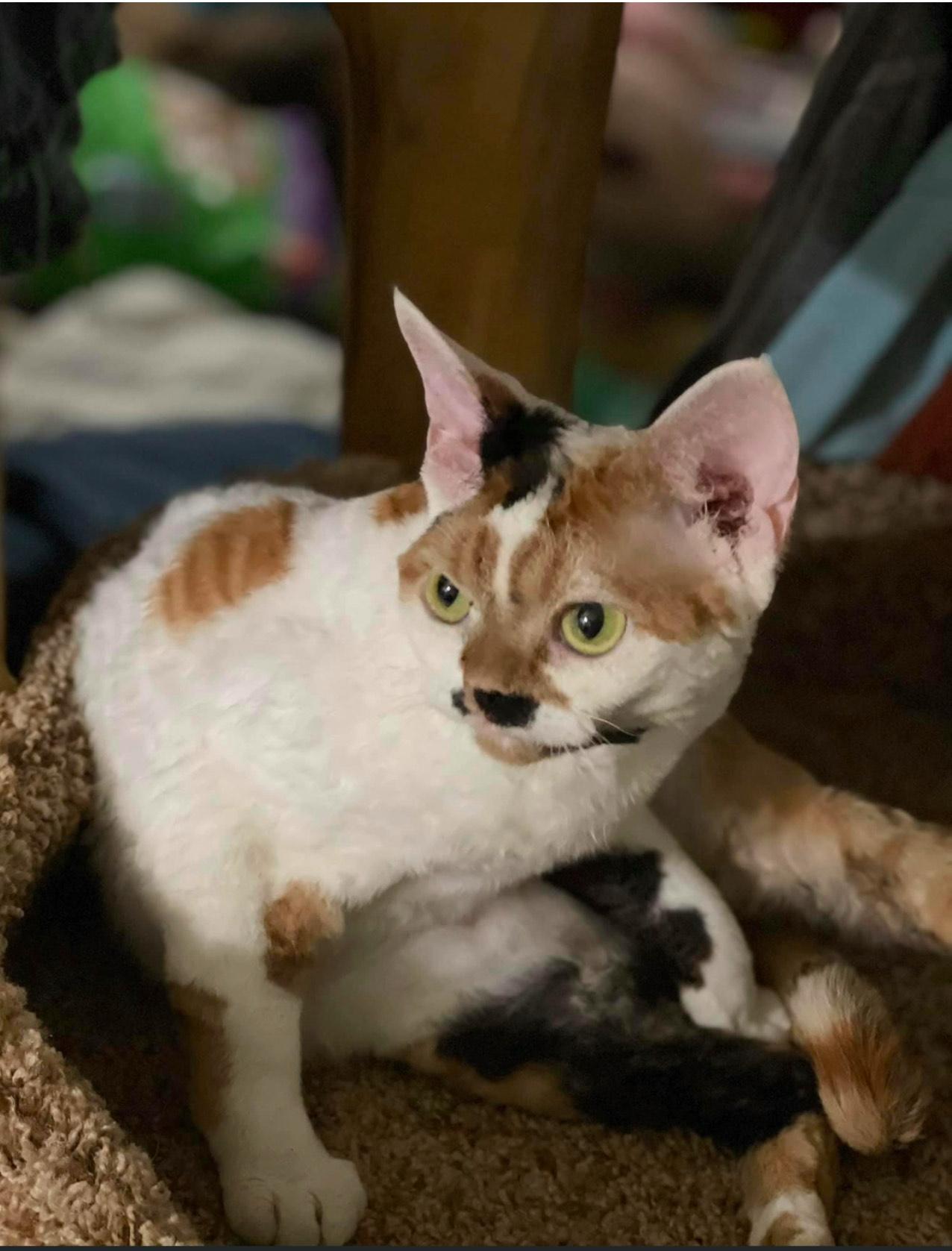 Amelia, a Adopted mixed breed in Fort Worth, TX image 2/3