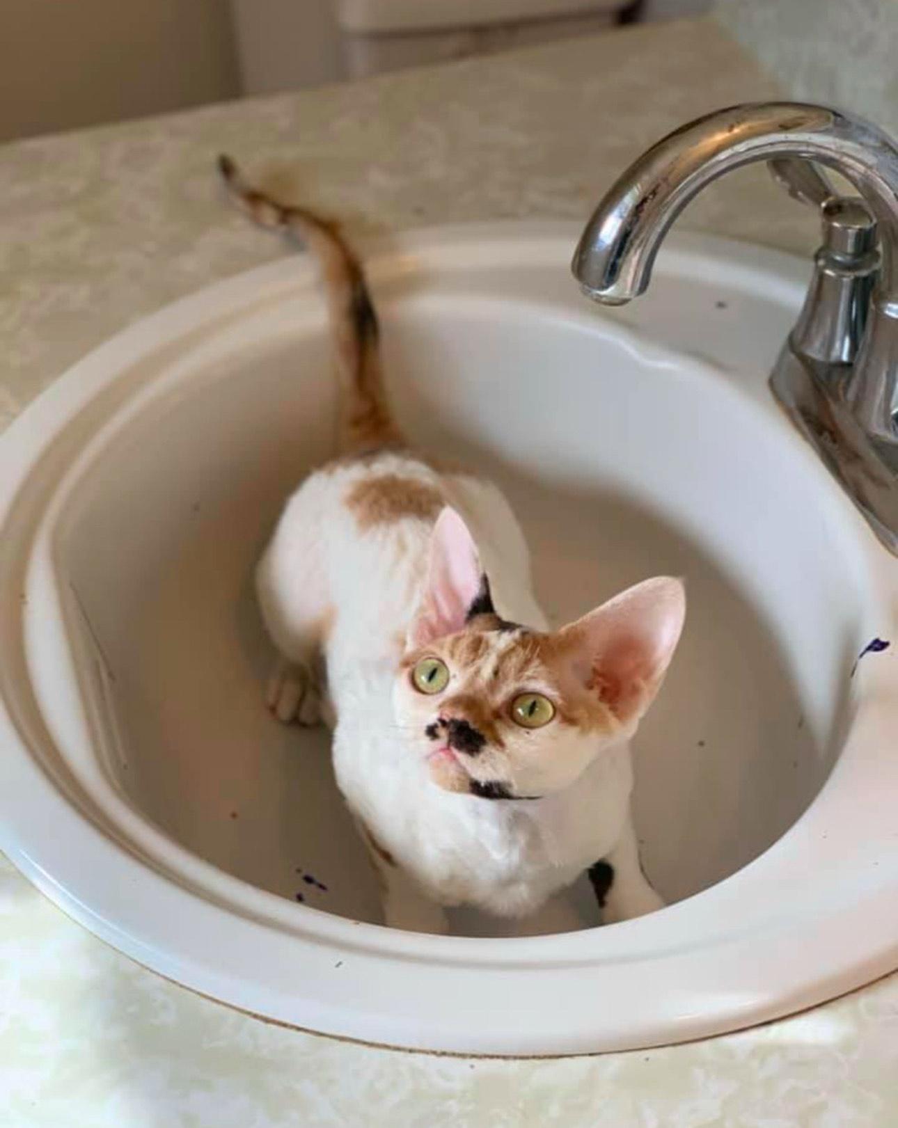 Amelia, a Adopted mixed breed in Fort Worth, TX image 3/3