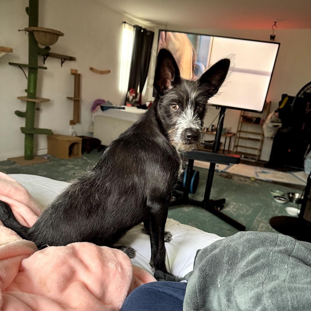 Ducky, Adoptable, Young Female Australian Shepherd & Australian Cattle Dog / Blue Heeler.