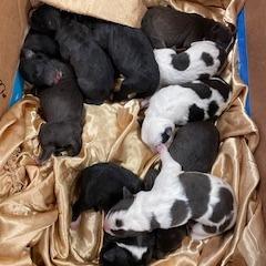 Enlarge Ducky, a Adoptable mixed breed in San Jacinto, CA image 2/6