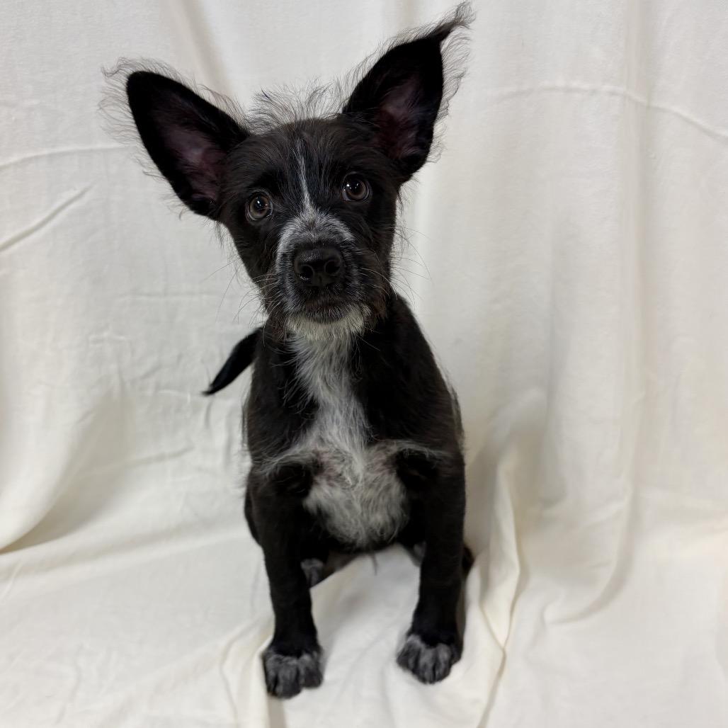 Enlarge Ducky, a Adoptable mixed breed in San Jacinto, CA image 3/6