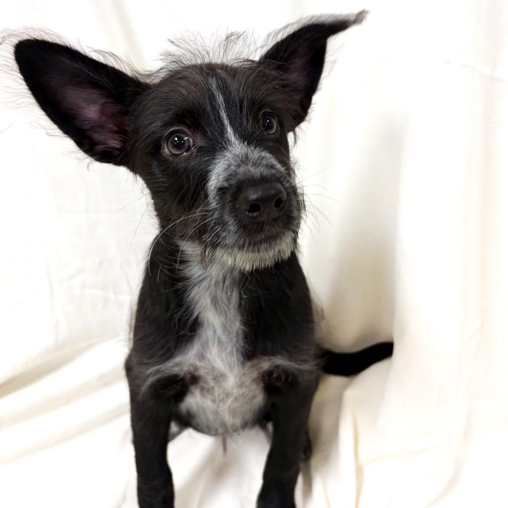 Enlarge Ducky, a Adoptable mixed breed in San Jacinto, CA image 4/6