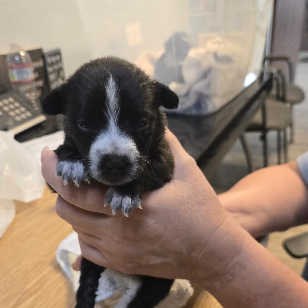 Enlarge Ducky, a Adoptable mixed breed in San Jacinto, CA image 5/6