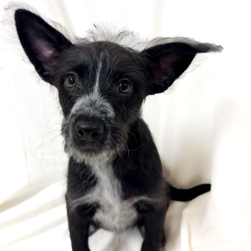 Enlarge Ducky, a Adoptable mixed breed in San Jacinto, CA image 6/6