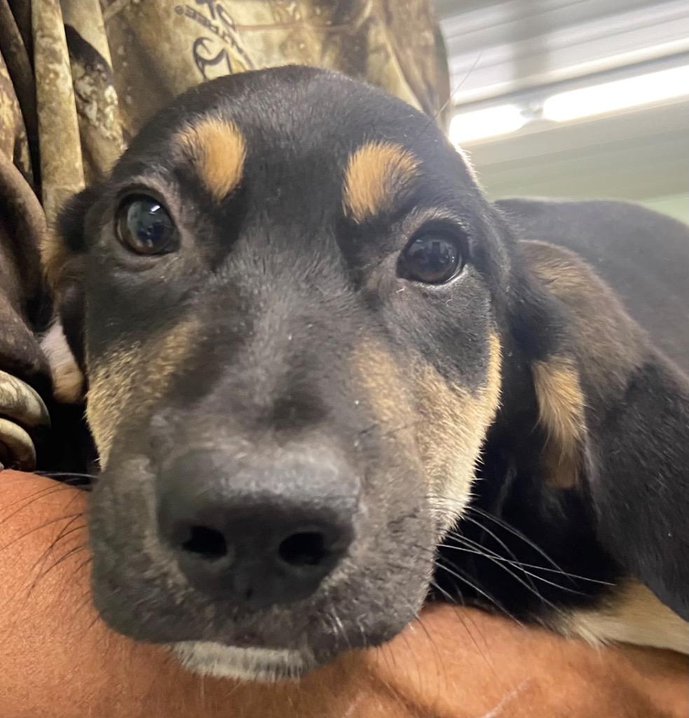 Goblin, Adoptable, Puppy Male Hound.