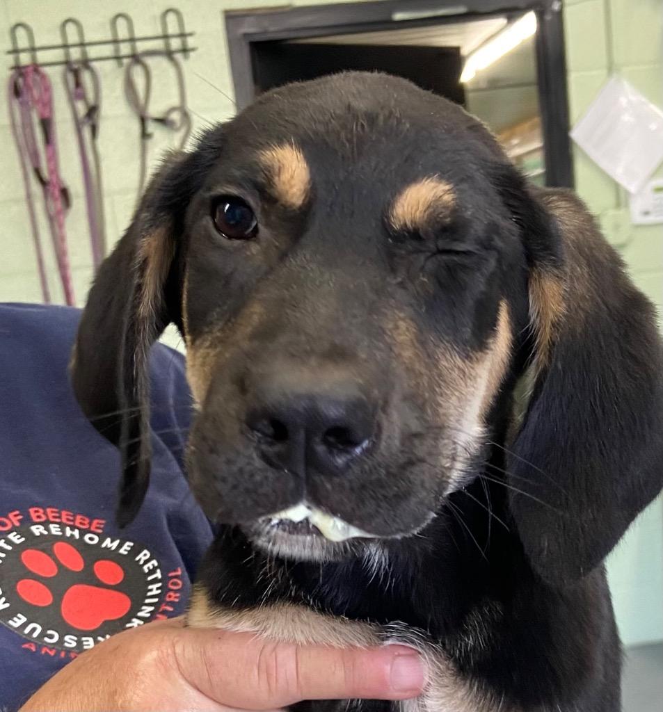 Enlarge Goblin, a Adoptable Hound in Beebe, AR image 1/2