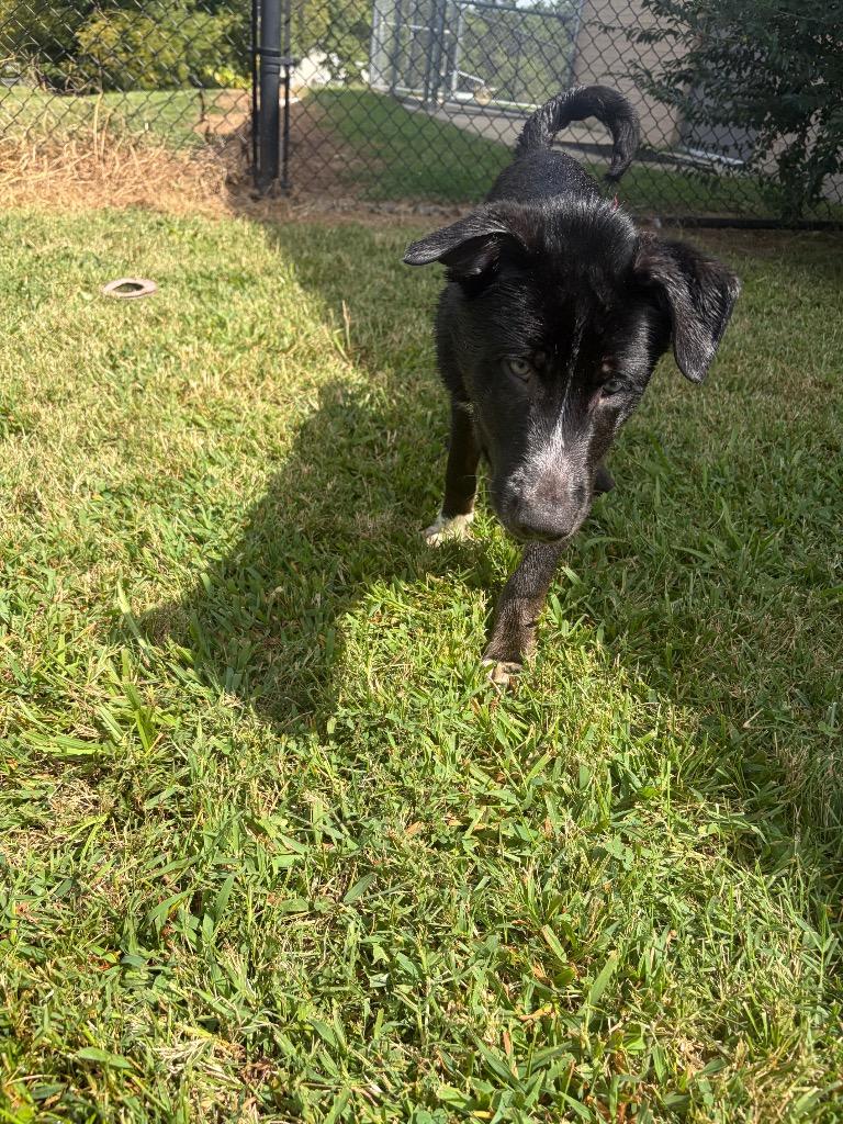 Pup 7(Simon), Adoptable, Puppy Male Mixed Breed.