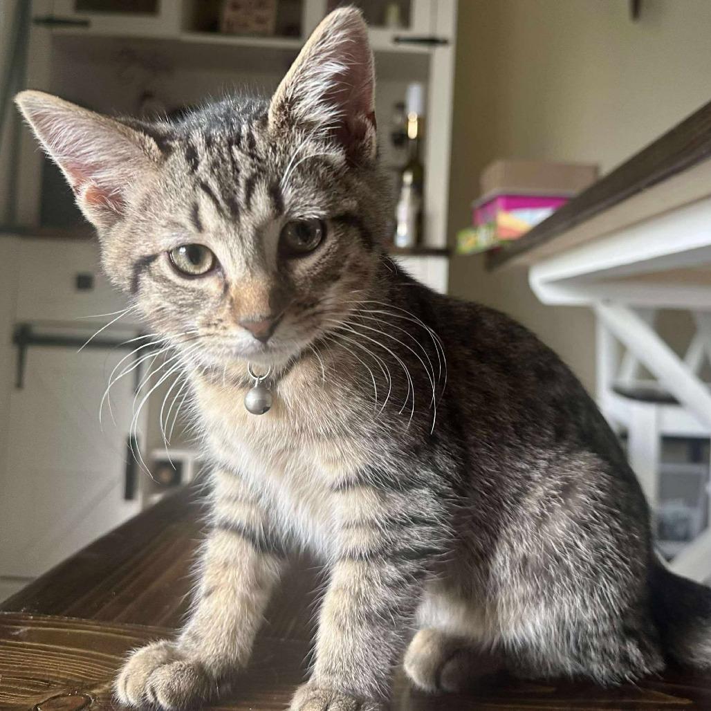 Enlarge Mackerel, a Adoptable Domestic Short Hair in Plainfield, IL image 1/2