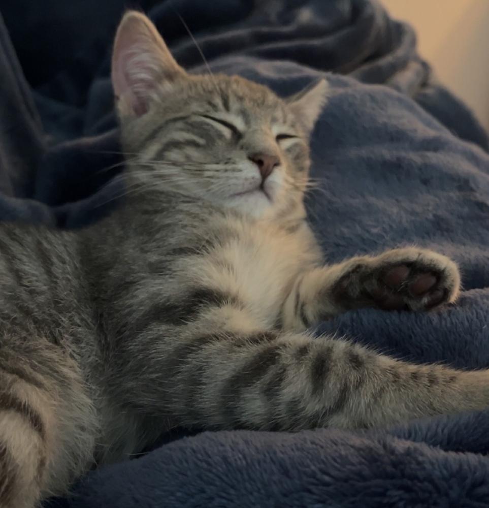 Salmon, Adoptable, Kitten Male Domestic Short Hair.