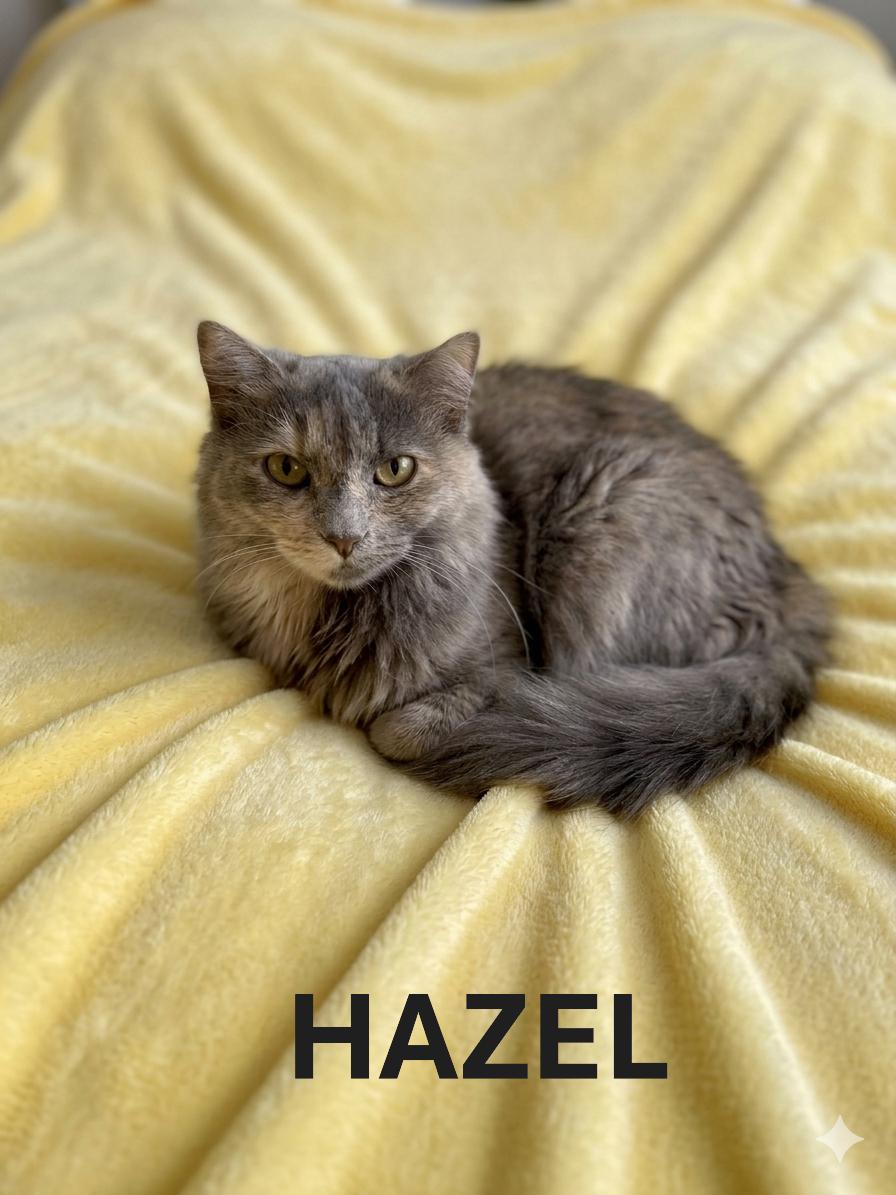Enlarge HAZEL, a ADOPTABLE Tortoiseshell in Harrodsburg, KY image 1/1