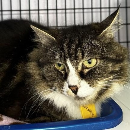 Dorothy - Big and Beautiful, ADOPTABLE, Adult Female Tabby & Maine Coon.