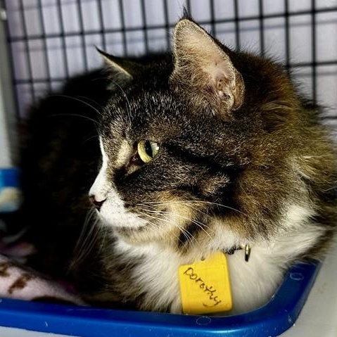 Dorothy - Big and Beautiful, a ADOPTABLE mixed breed in Hoquiam, WA image 3/4