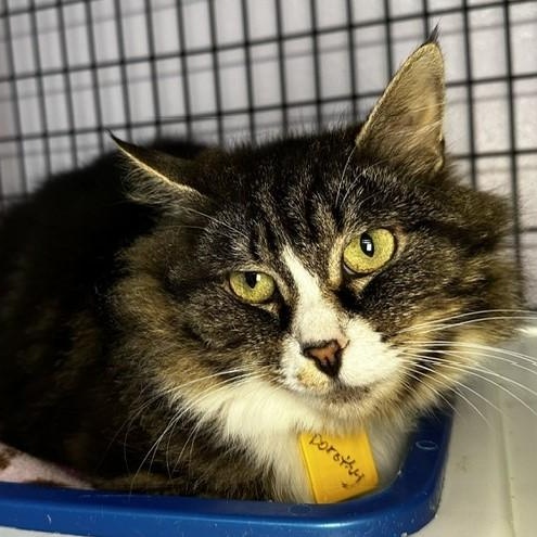 Dorothy - Big and Beautiful, a ADOPTABLE mixed breed in Hoquiam, WA image 2/4