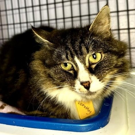 Dorothy - Big and Beautiful, a ADOPTABLE mixed breed in Hoquiam, WA image 4/4