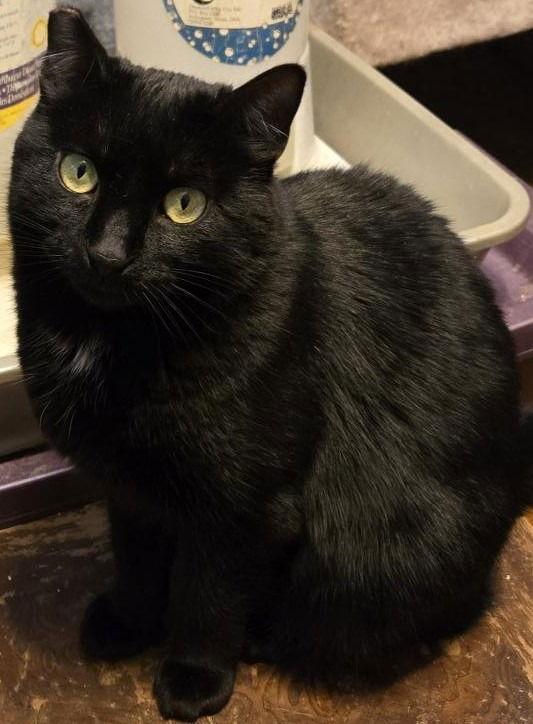 Shadow Fax, Adoptable, Adult Female Domestic Medium Hair.