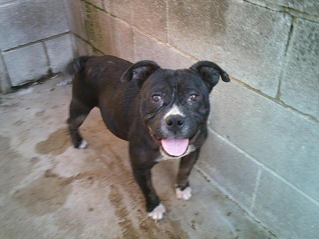 BUBBLES, ADOPTABLE, Young Female Bulldog.