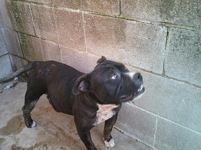 BUBBLES, a ADOPTABLE mixed breed in Kellyville, OK image 3/4