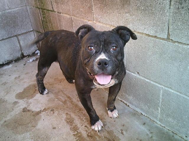 BUBBLES, a ADOPTABLE mixed breed in Kellyville, OK image 4/4