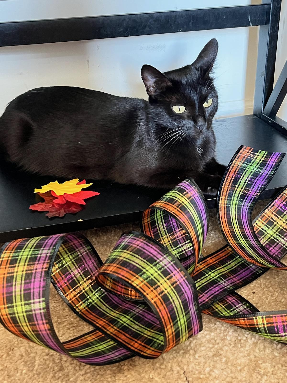 Angel, Adoptable, Adult Female Domestic Short Hair.