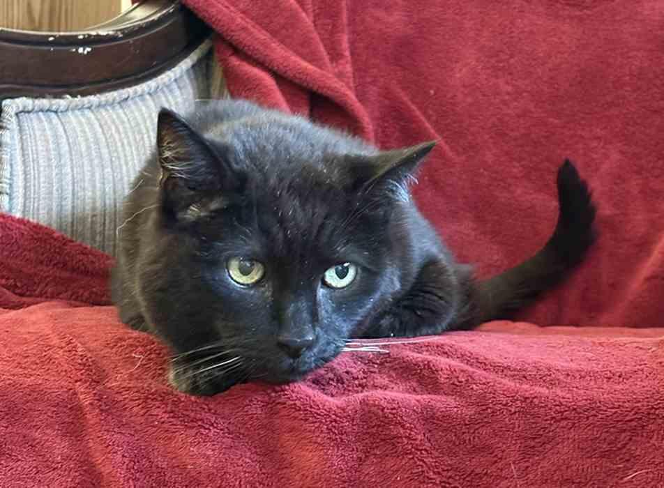 Enlarge JIGS, a ADOPTABLE Domestic Short Hair in Sequim, WA image 3/3
