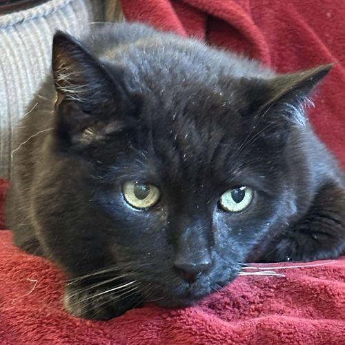 JIGS, ADOPTABLE, Senior Male Domestic Short Hair.