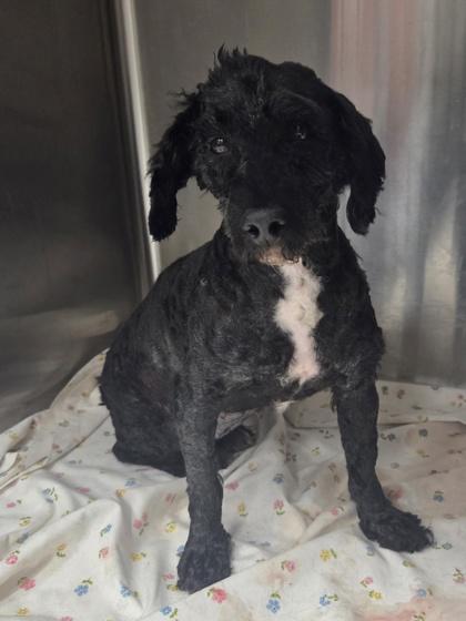 Enlarge Violet, a Adoptable Poodle in Malvern, PA image 1/1