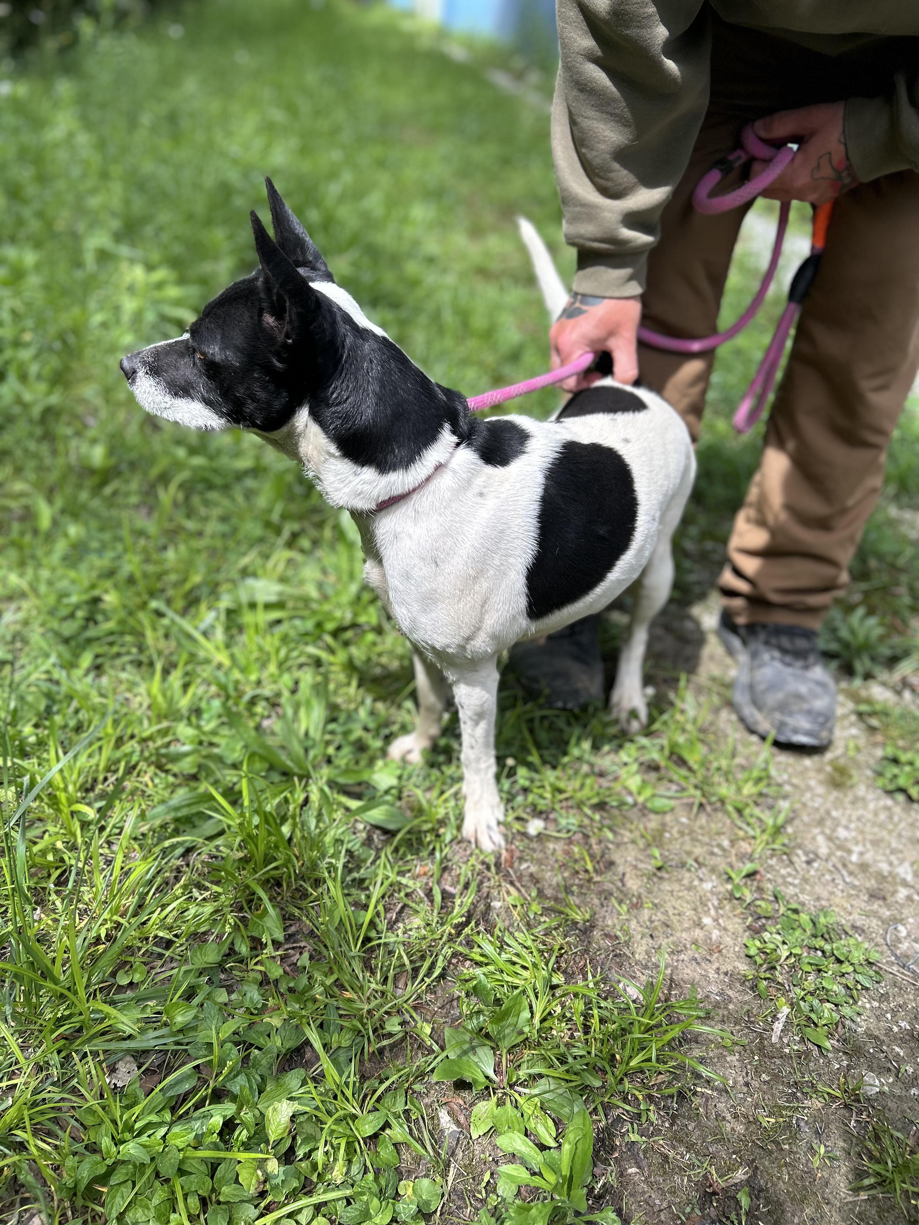Abby, an adopted Mixed Breed in Manchester, TN image 3/3