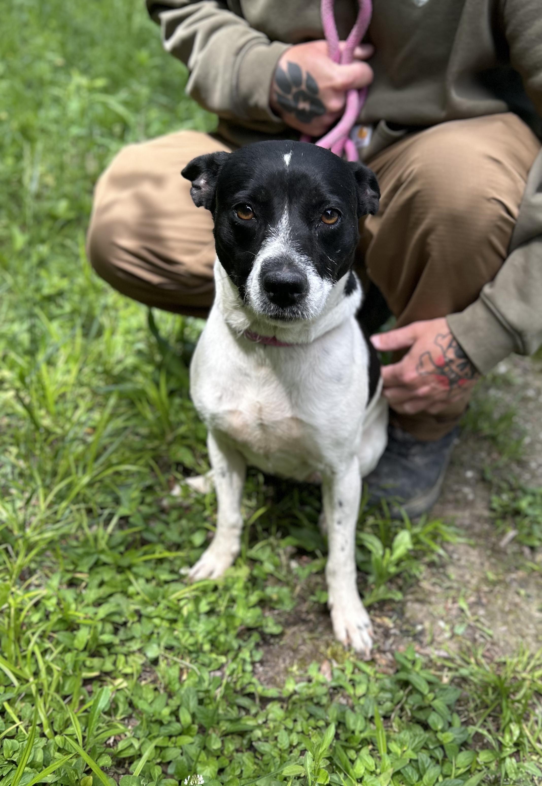 Abby, an adopted Mixed Breed in Manchester, TN image 2/3