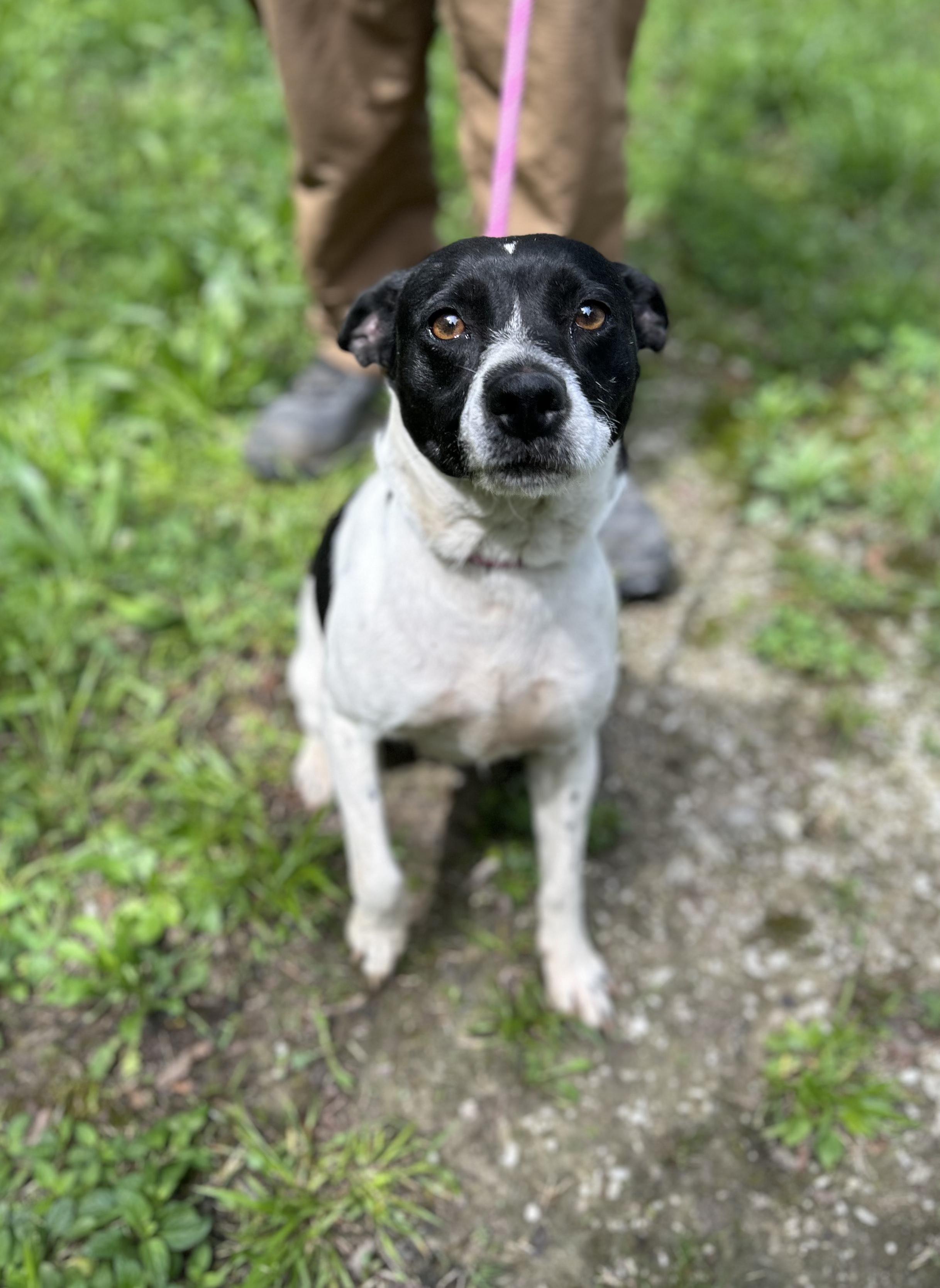 Abby, an adopted Mixed Breed in Manchester, TN image 1/3