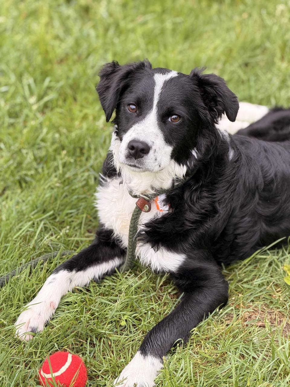 Enlarge Ruthie Ann, a ADOPTABLE mixed breed in Sparta, NJ image 2/5