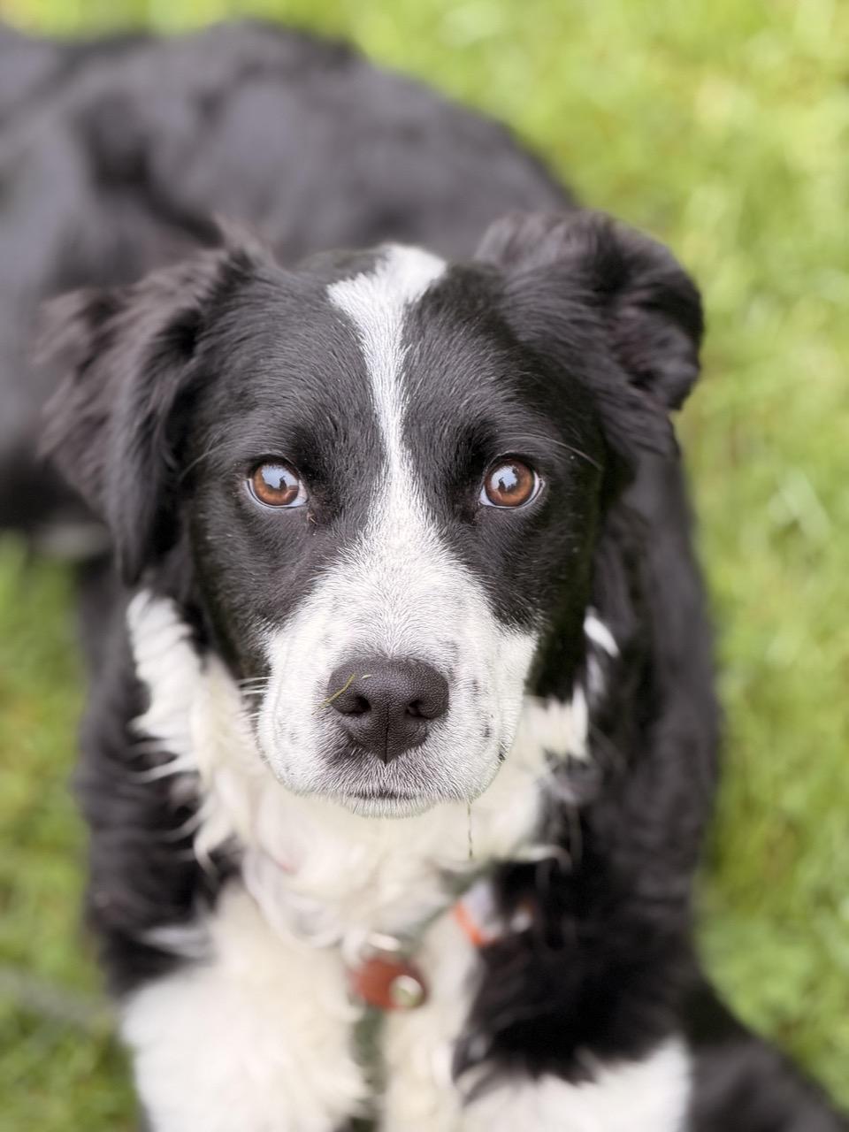 Enlarge Ruthie Ann, a ADOPTABLE mixed breed in Sparta, NJ image 4/5